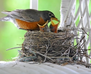 Parent Robin with baby chicks