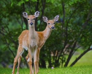 Two Deer in Chanhassen, MN.