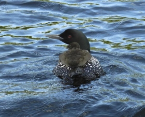 Parent Loon with baby chick
