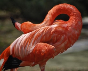 Flamingo at Minnesota Zoo