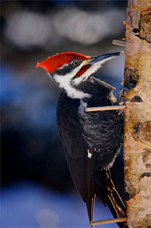 Wildlife Art Wildlife Art