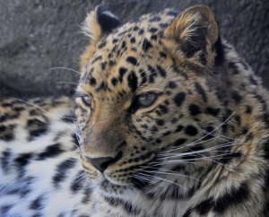 Leopard at Minnesota Zoo
