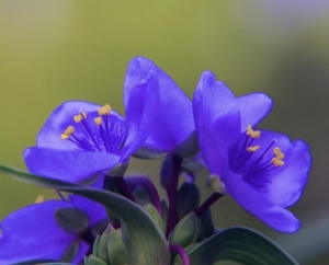 Spider Wort Botanical