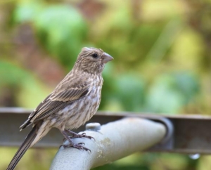 Female House Finch