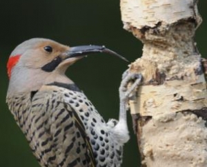Northern Flicker in Excelsior, MN.