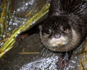 Otter at Minnesota Zoo