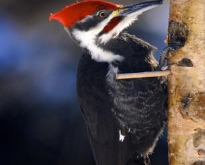 Male Piliate Woodpecker Excelsior, MN.