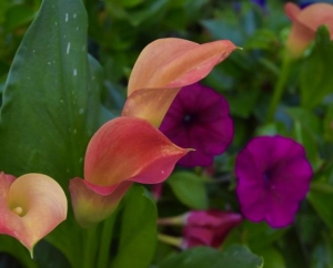 Beautiful Botanicals