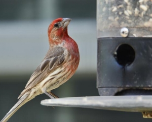 Male House Finch