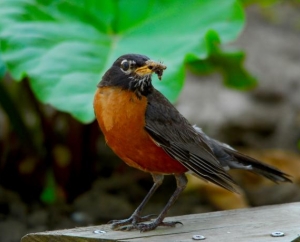 American Robin