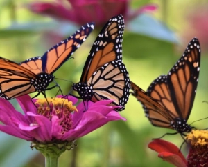 Migrating Monarchs