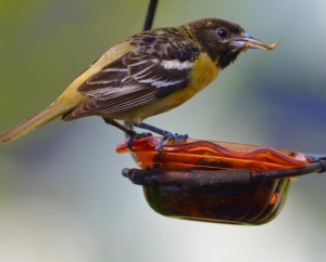 Female Baltimore Oriole