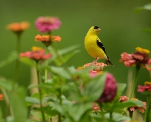 Male American Goldfinch