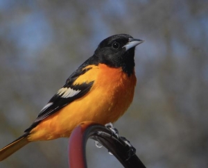 Male Baltimore Oriole