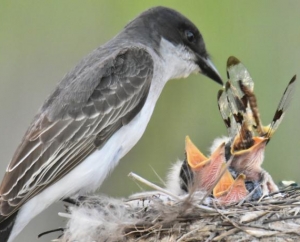 Eastern Kingbird