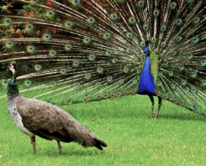 Peacocks in Northern Italy 