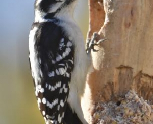 Female Downy Woodpecker