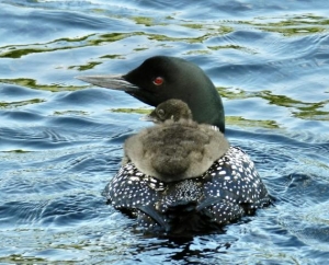 Parent Common Loon