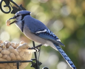 Blue Jays Love Peanuts