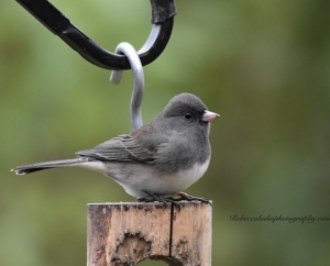 Dark eyed Junco