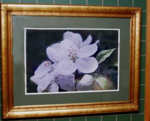 AU Leaf Apple Blossom  Vntg 33x44      $1800.