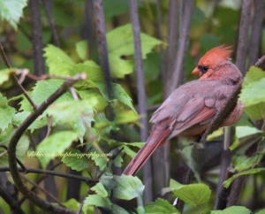 Casual Northern Cardinal