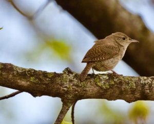 House Wren