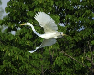 White Egret over Lake Minnewashta, MN.