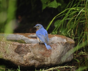 Blue Bird in Excelsior, MN.