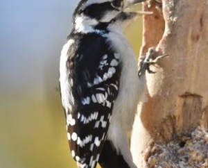 Hairy Woodpecker