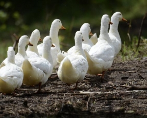 FRIENDS OF A FEATHER, STICK TOGETHER!