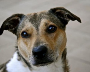 Pet Portraits, Rusty