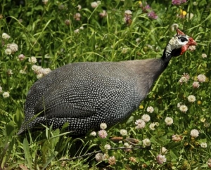 New Guinea Hen in Cotton, MN.