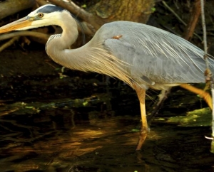 Great Blue Heron in Golden Valley, MN.