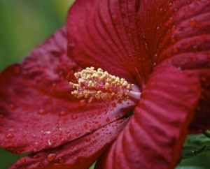 Hibiscus