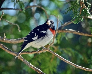 Male Rose breasted Grosbeak