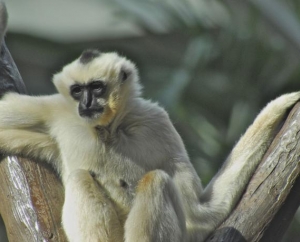A Gibbon monkey at the Zoo