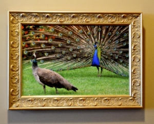  Peacocks 16x13 Italy                        $150.