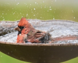  Male Northern Cardinal